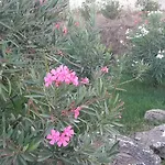 Agriturismo Pedru Caddu Farm stay