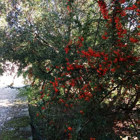 Agriturismo Pedru Caddu Farm stay