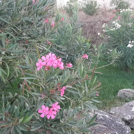 Agriturismo Pedru Caddu Farm stay